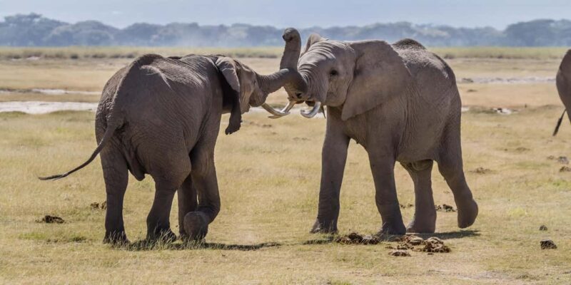 Nairobi: 3-Day Safari in Amboseli National Park Camp - Who Is This Tour Best For?