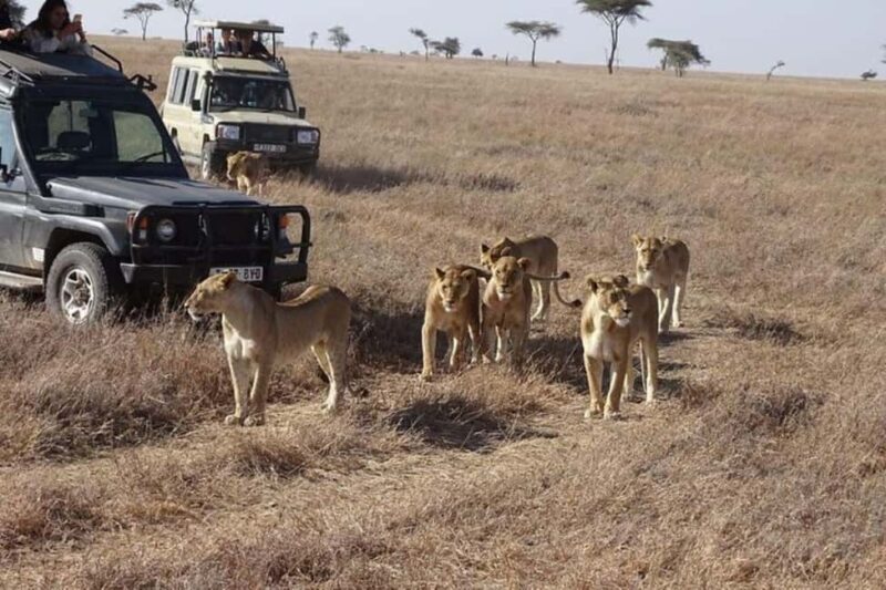 Nairobi: 3 Days Maasai Mara Wildebeest Migration - The Itinerary in Detail: What to Expect