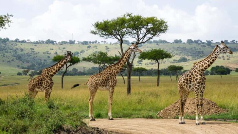 Nairobi: 3 Days Maasai Mara Wildebeest Migration - Who This Tour Is Best For
