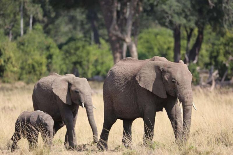Nairobi: 3 Days Maasai Mara Wildebeest Migration - FAQ