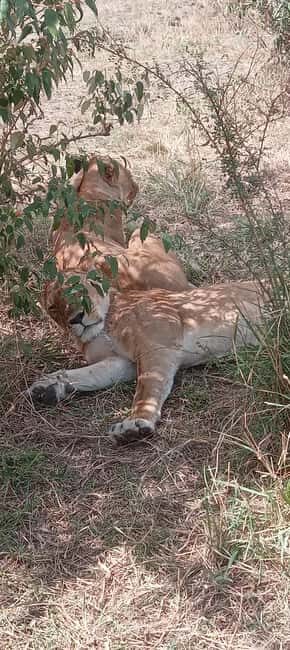 Nairobi: 3 Days Safari in Kenya - An In-Depth Look at the 3-Day Kenya Safari
