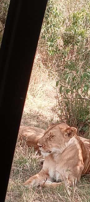 Nairobi: 3 Days Safari in Kenya - The Sum Up: Who Should Consider This Safari?