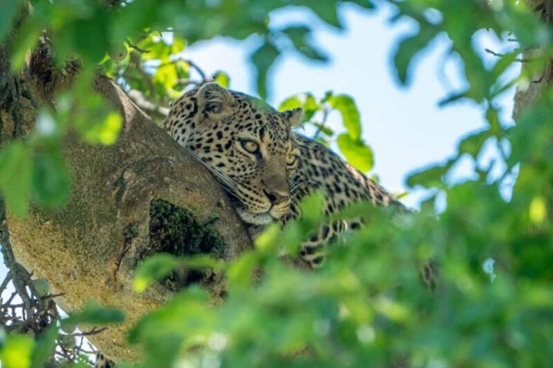 Nairobi: 3 Days Safari in Kenya - FAQs