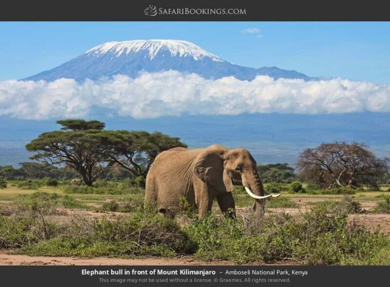 Nairobi: 4-Day Amboseli National Park Safari with Flights - Introduction: A Well-Rounded African Safari with a Touch of Comfort
