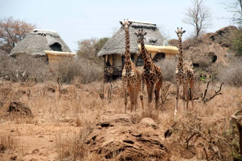 Nairobi: 4-Day Amboseli National Park Safari with Flights - What the Tour Includes and What to Consider