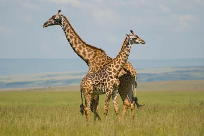Nairobi: 4-Day Amboseli, Tsavo West and East Guided Safari - Frequently Asked Questions
