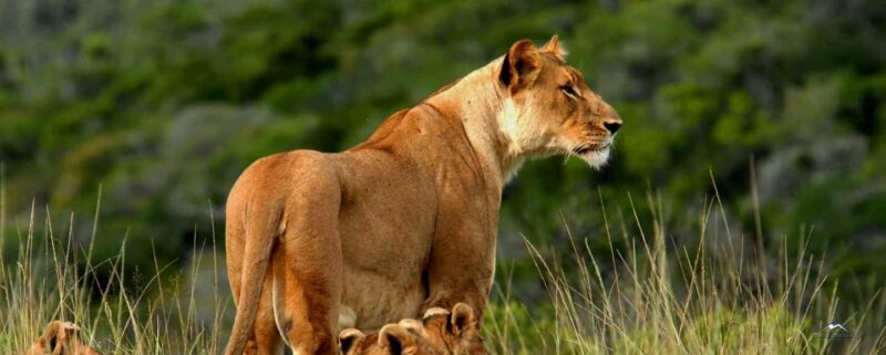 Nairobi: 4-Day Amboseli, Tsavo West &East Guided Safari - The Sum Up
