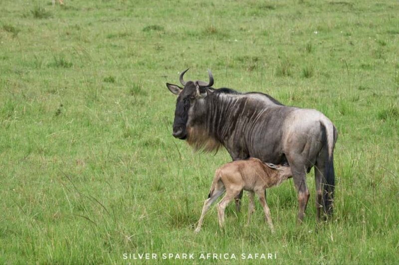 Nairobi: 4-Day Game Safari to Maasai Mara and Lake Naivasha - Key Points