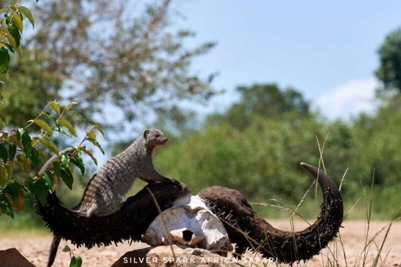 Nairobi: 4-Day Game Safari to Maasai Mara and Lake Naivasha - Planning Your 4-Day Safari: What to Expect