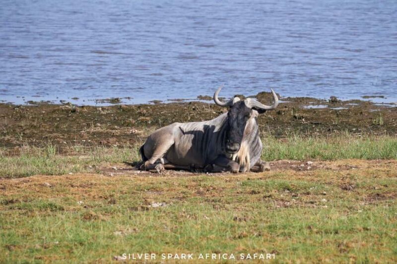 Nairobi: 4-Day Game Safari to Maasai Mara and Lake Naivasha - The Value & Considerations