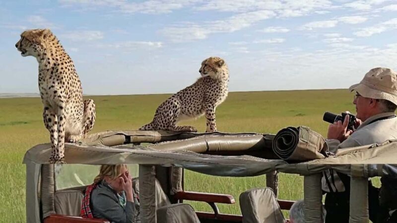 Nairobi: 4-Day Masai Mara and Lake Nakuru Camping Safari - Exploring Kenya’s Wildlife: The Essence of This Safari