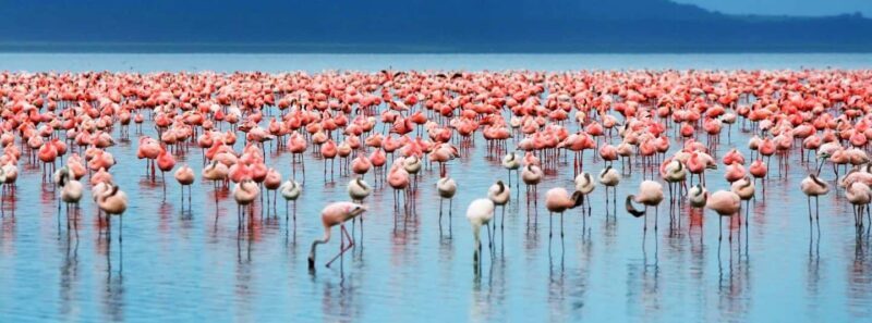 Nairobi: 4-Day Masai Mara and Lake Nakuru Camping Safari - Who is This Tour Best For?