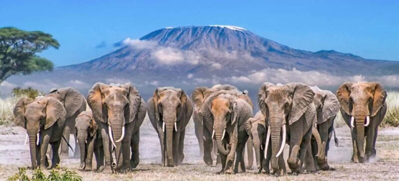 Nairobi: 5-Day Amboseli and Tsavo West National Park Safari - Key Points