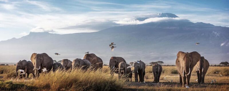 Nairobi: 5-Day Amboseli and Tsavo West National Park Safari - Introduction to the Safari Experience