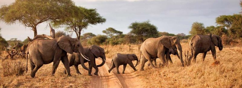 Nairobi: 5-Day Amboseli and Tsavo West National Park Safari - Transportation, Accommodation, and Value