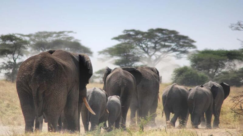 Nairobi: 5-Day Amboseli and Tsavo West National Park Safari - FAQs