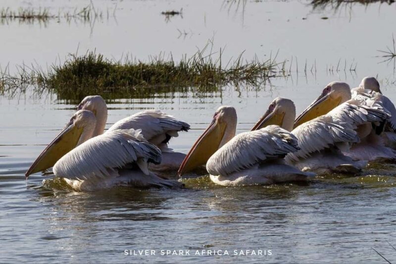 Nairobi: 5-Day Hells Gate, Lake Naivasha and Amboseli Parks - Key Points