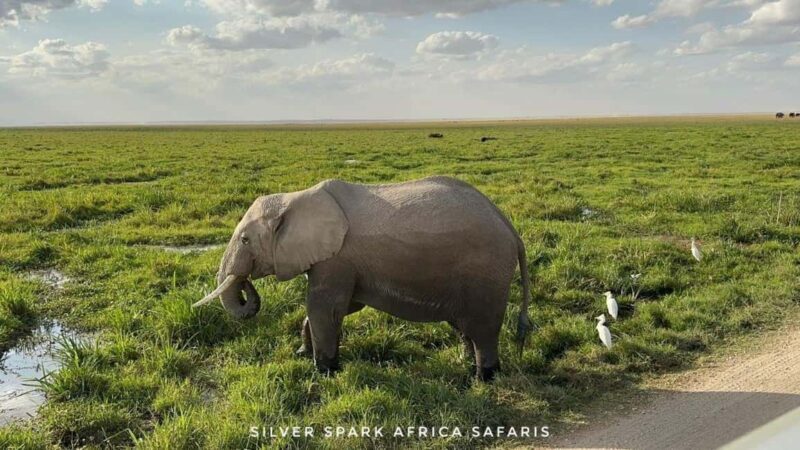 Nairobi: 5-Day Hells Gate, Lake Naivasha and Amboseli Parks - Who Should Consider This Tour?