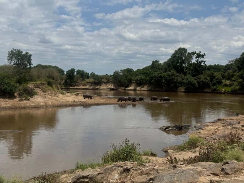 Nairobi: 5-Day Masai Mara, Nakuru and Naivasha Safari - Introduction: Why This Safari Could Be Your Perfect Kenyan Adventure