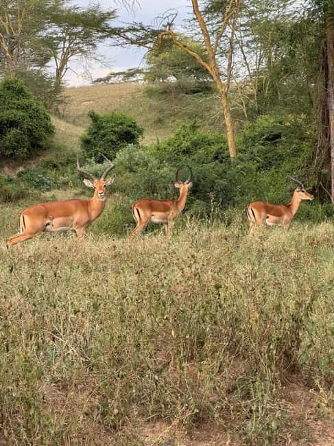 Nairobi: 5-Day Masai Mara, Nakuru and Naivasha Safari - What Makes This Tour Stand Out?