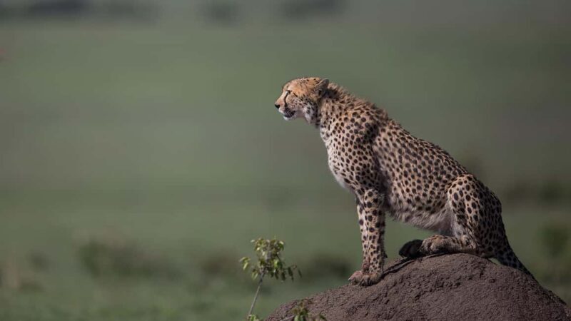 Nairobi: 6-Days Explore Samburu, Nakuru and Masai Mara - The Itinerary: A Closer Look