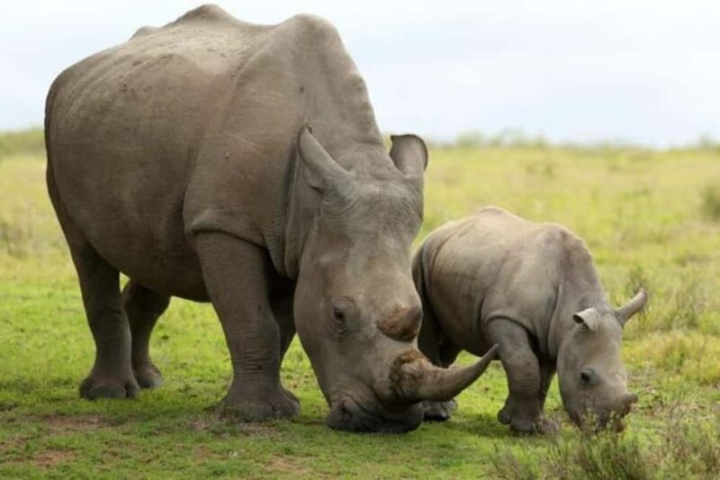 Nairobi: 6-Days Explore Samburu, Nakuru and Masai Mara - Transport, Accommodation, and Value
