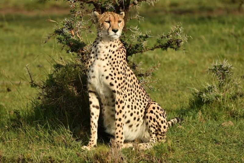Nairobi: 6-Days Explore Samburu, Nakuru and Masai Mara - FAQ