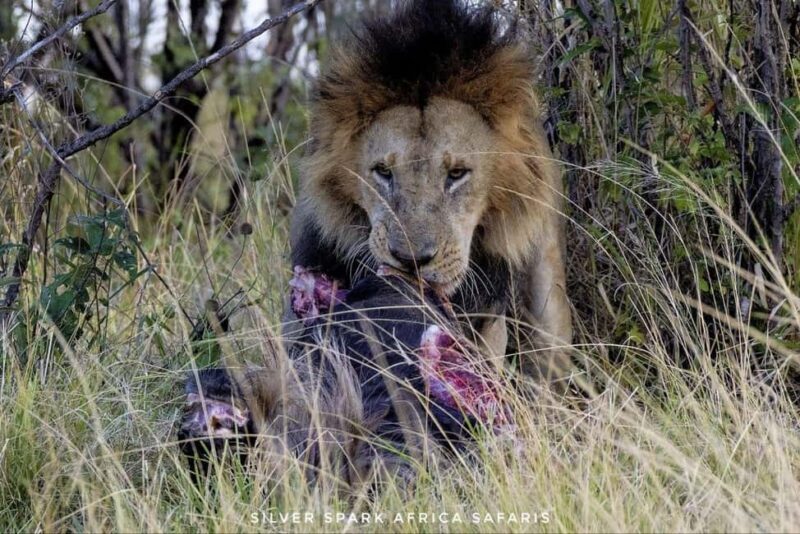 Nairobi: 7-Day Amboseli, Bogoria & Maasai Mara Parks Safari - An In-Depth Look at the Itinerary