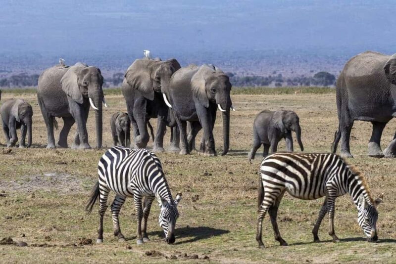 Nairobi: 7-Day Amboseli, Bogoria & Maasai Mara Parks Safari - What Could Be Better
