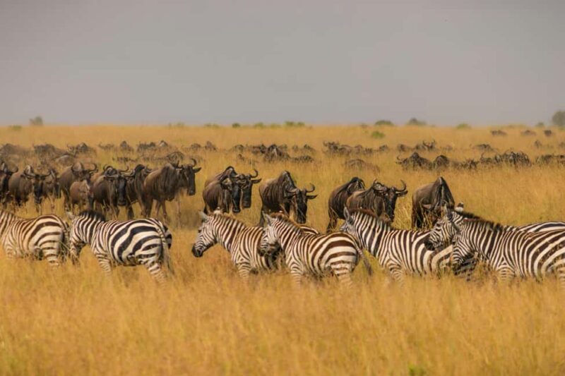 Nairobi: 8-Day Safari with Aberdare & Maasai Mara - Key Points