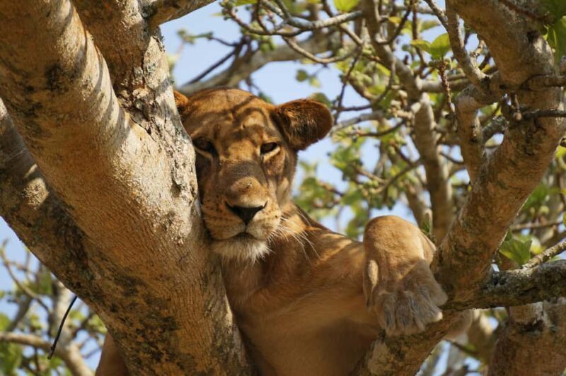 Nairobi: 8-Day Safari with Aberdare & Maasai Mara - The Value and Practicalities