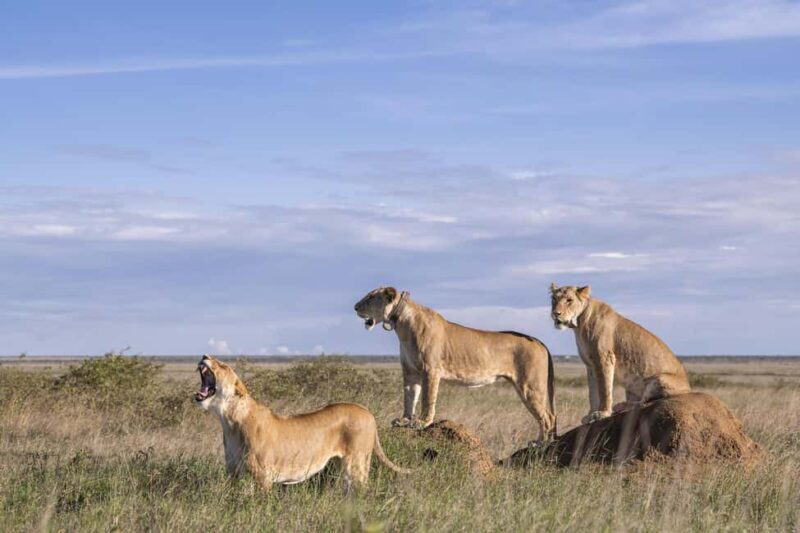 Nairobi: 9-Day Safari and Beach Holiday with Accommodation - Final Thoughts