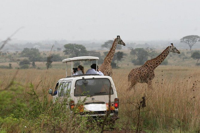Nairobi Airport Layover Half Day Tour Nairobi National Park - The Experience: What to Expect on the Tour