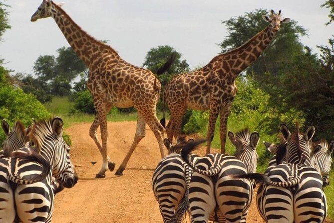 Nairobi Airport Layover Half Day Tour Nairobi National Park - Who Should Consider This Tour?