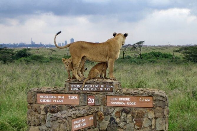 Nairobi Airport Layover Half Day Tour to Nairobi National Park - Discovering Nairobi National Park: What You Can Expect