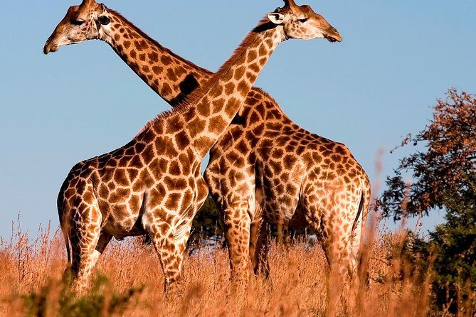 Nairobi Airport Layover Half Day Tour to Nairobi National Park - Final Thoughts