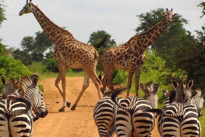 Nairobi Airport Layover Half Day Tour to Nairobi National Park - FAQ