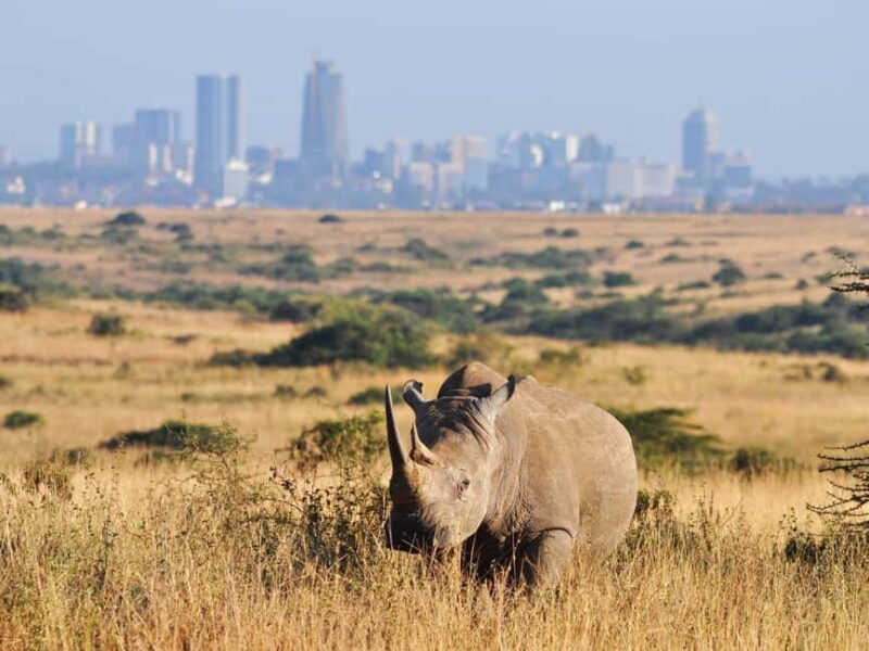 Nairobi Airport Layover:Tour Nairobi National Park with Fees - Key Points