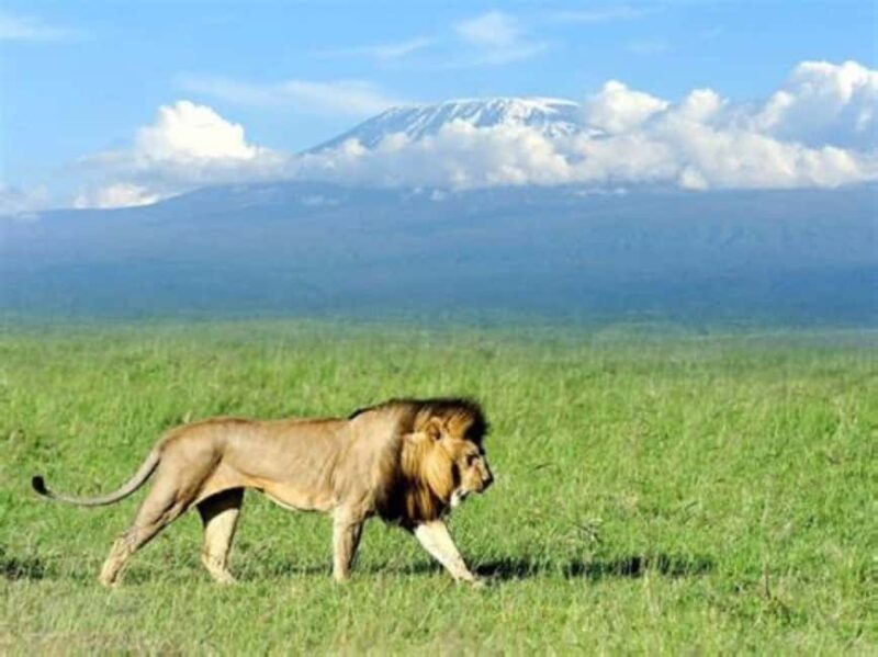 Nairobi: Amboseli National Park Day Tour with Lunch private. - Key Points