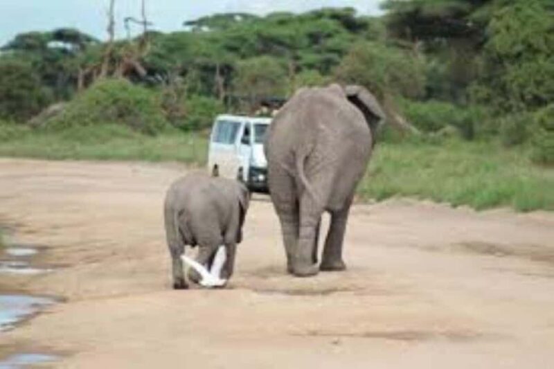 Nairobi: Amboseli National Park Day Tour with Lunch private. - The Details That Make a Difference