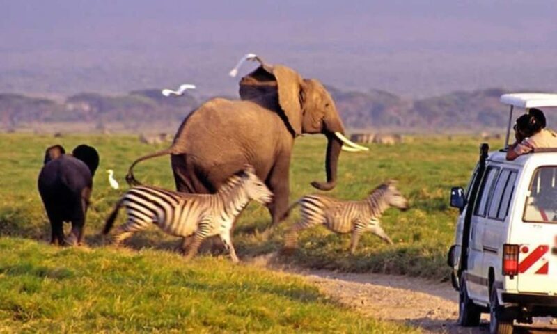Nairobi: Amboseli National Park Day Tour with Lunch private. - Authentic Wildlife Encounters and Scenic Moments