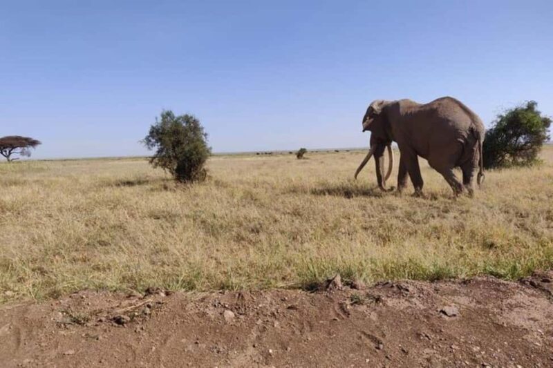 Nairobi: Amboseli National Park Day Trip - An In-Depth Look at the Amboseli Day Trip