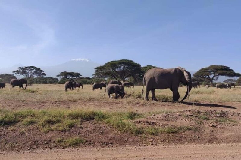 Nairobi: Amboseli National Park Day Trip - Who Is This Tour Best For?