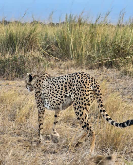 Nairobi: Amboseli National Park & Maasai Village Day Tour - Why Choose This Tour?