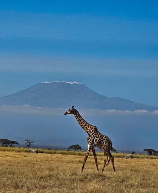 Nairobi: Amboseli National Park & Maasai Village Day Tour - Summary