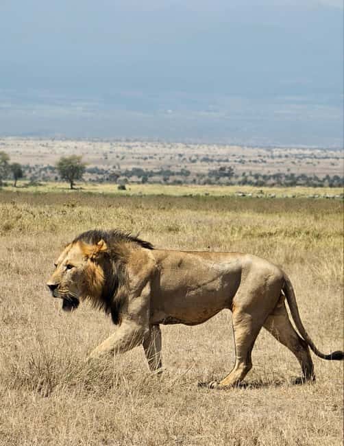Nairobi: Amboseli National Park & Maasai Village Day Tour - The Sum Up