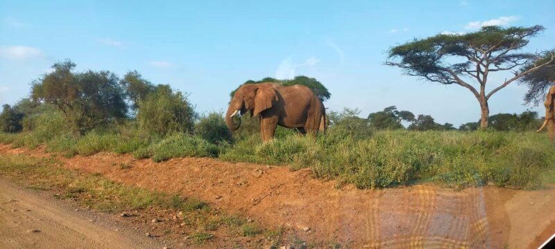 Nairobi: Amboseli National Park Overnight Safari Tour - The Itinerary in Detail