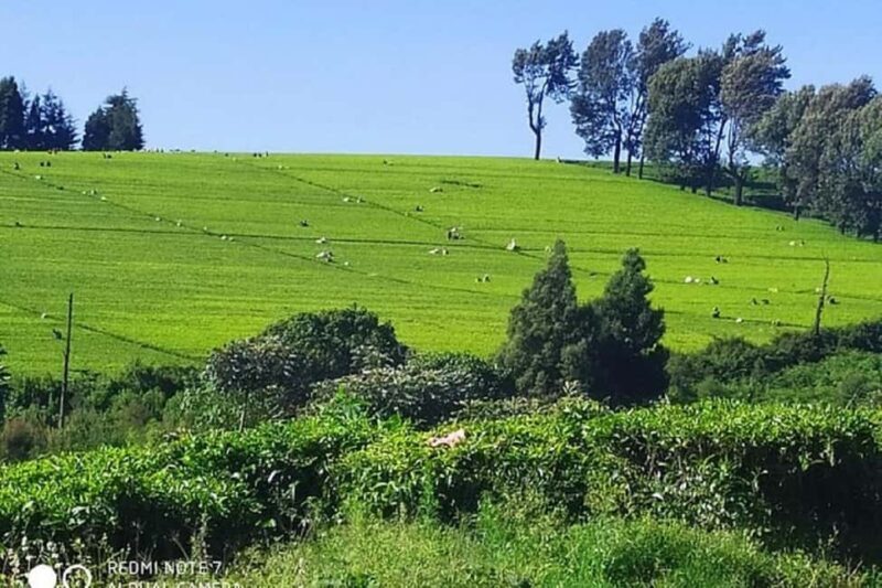 Nairobi: Coffee Factory and Farm Tour - The Sum Up: Who Will Enjoy This Experience?