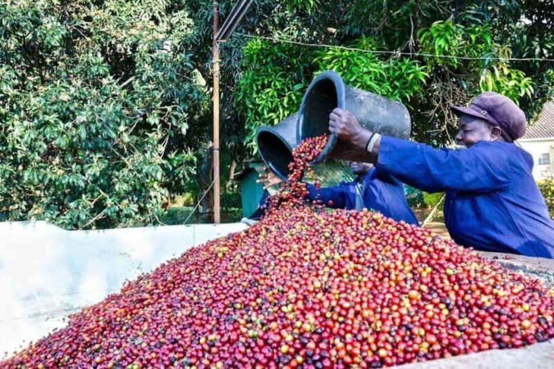 Nairobi: Coffee Factory and Farm Tour With Transfer - An In-Depth Look at the Fairview Coffee Farm Tour