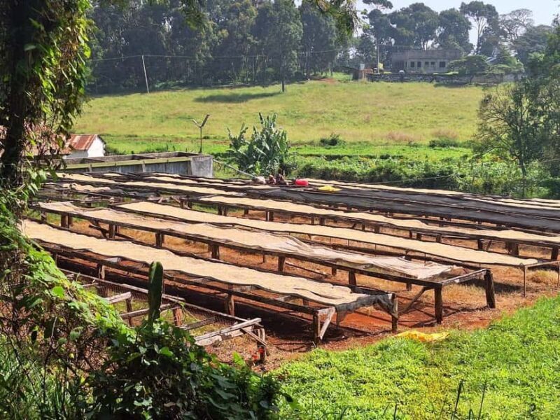 Nairobi Coffee Farm and Factory Tour - Authentic Experiences & the Value of Learning